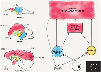 Numerosities and Other Magnitudes in the Brains: A Comparative View